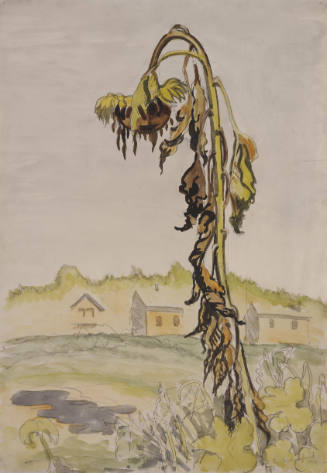Dead Sunflower (Portrait of a Sunflower; Cornfield)