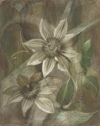 Clematis Henryi