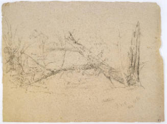 Study of a Chestnut Tree