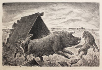 Coyotes Stealing Pig