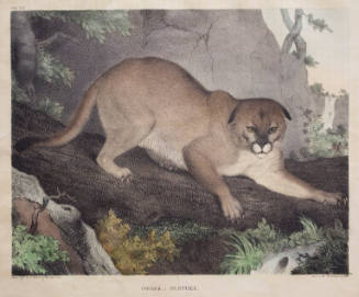 Cougar, or Panther