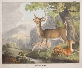 Common Deer