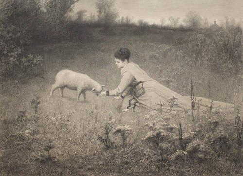 The Pet Lamb