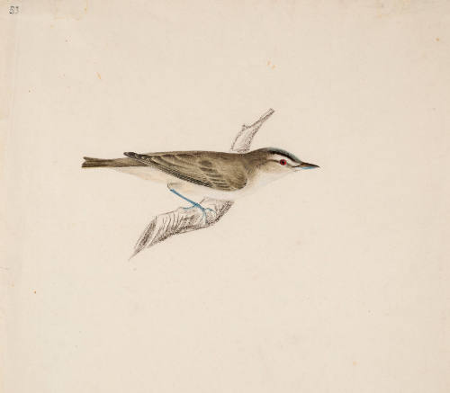 Red-Eyed Vireo