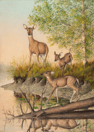 Three Deer on Woodhull Lake, New York