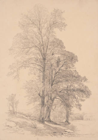 Tree Study