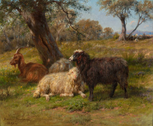 Sheep and Goats