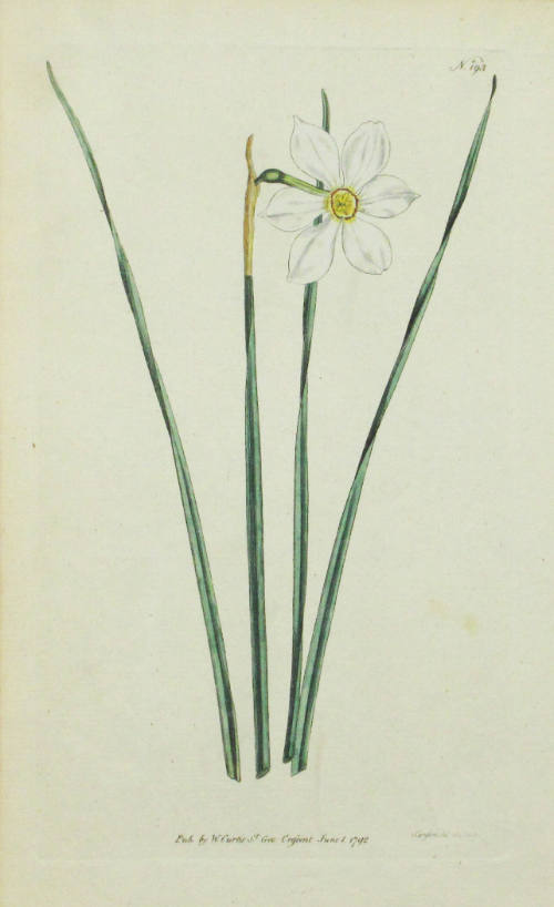 Study of a Daffodil