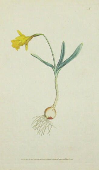 Study of a Daffodil