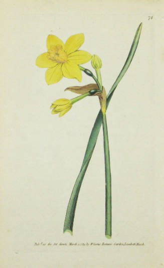 Study of a Daffodil