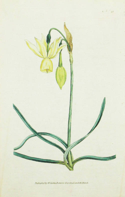 Study of a Daffodil