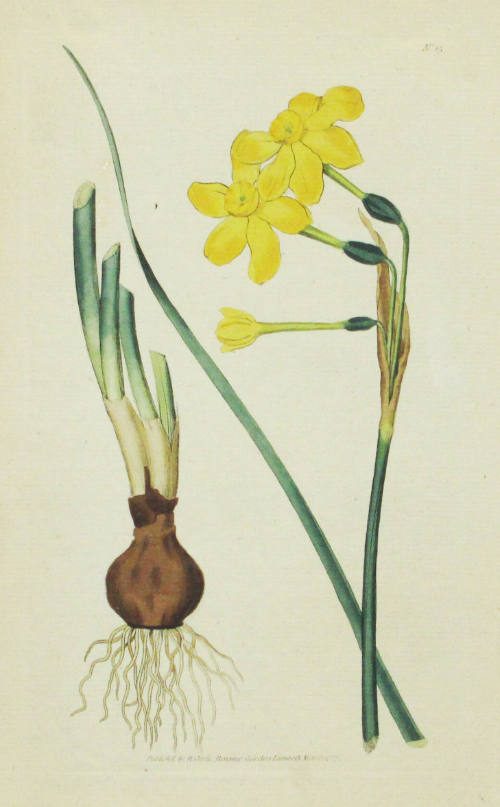 Study of a Daffodil