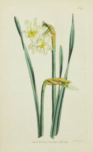 Study of a Daffodil