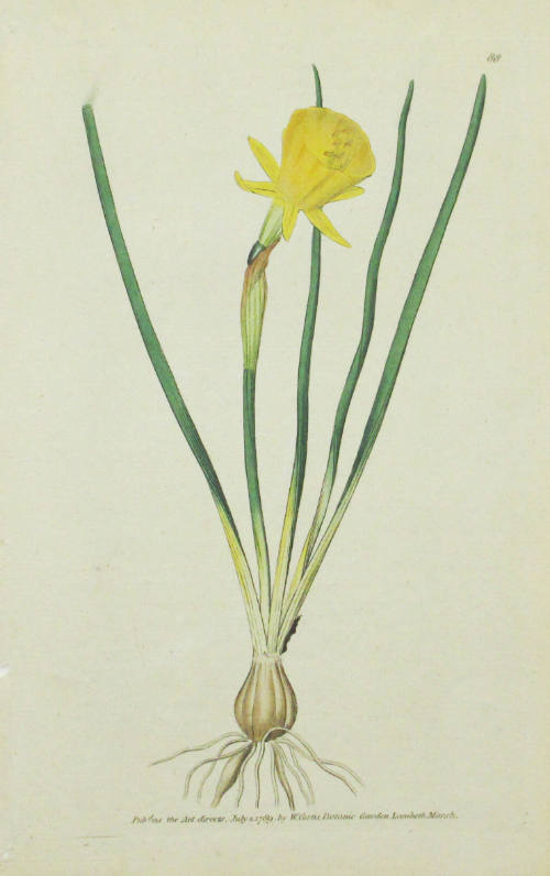 Study of a Daffodil