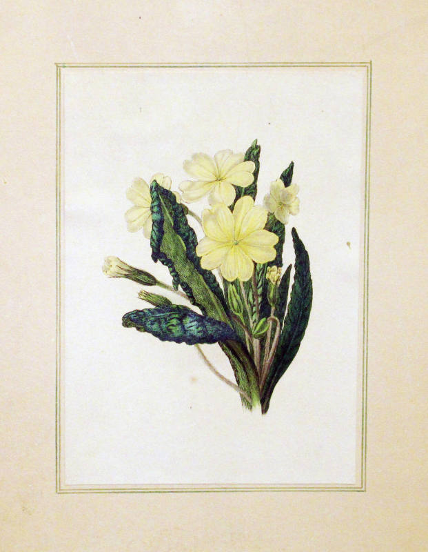 Study of a Primrose