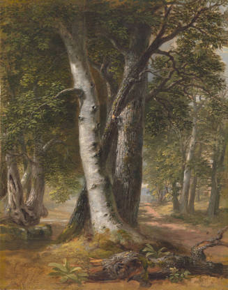 Woodland Path