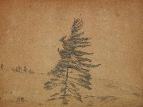 Lone Pine Tree