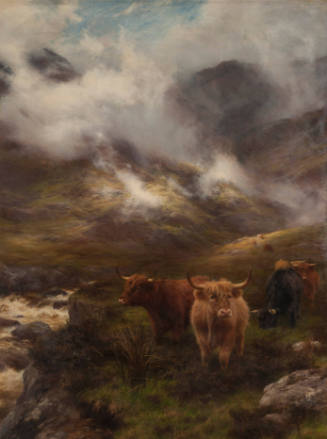 Galway Cattle