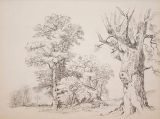 Tree Study