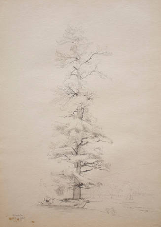 Tree Study, Shandaken, New York