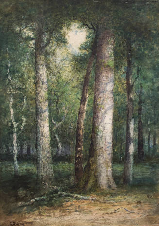 Forest Scene