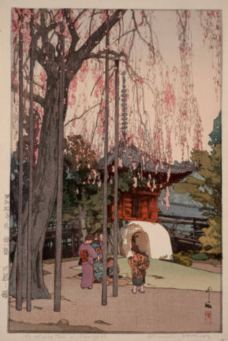 The Cherry Tree in Kawagoe