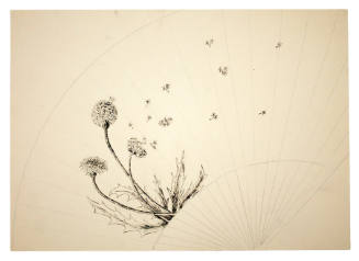 Design for a Fan Decorated with a Dandelion Motif