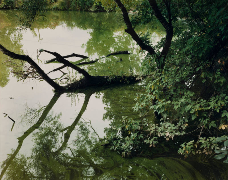 Patroon Pond (from the Albany Pine Bush Project)