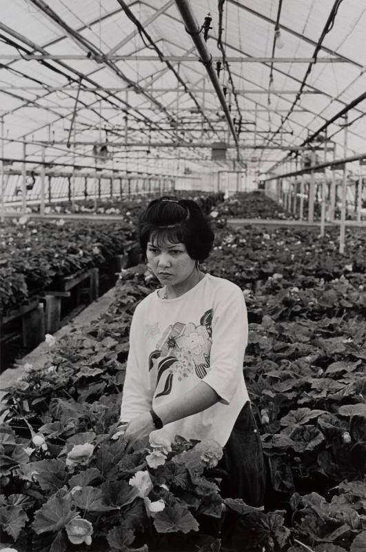 A Vietnamese Woman at the Baker Greenhouse