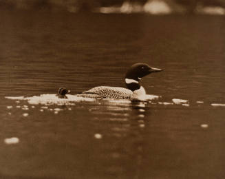 Baby Loons and Mother