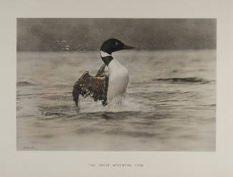 The Great Northern Loon