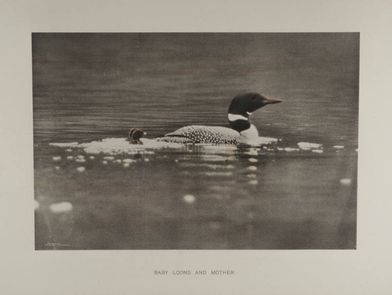 Baby Loons and Mother