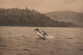 The Great American Diver-- Loon
