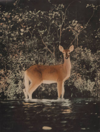 Standing Deer