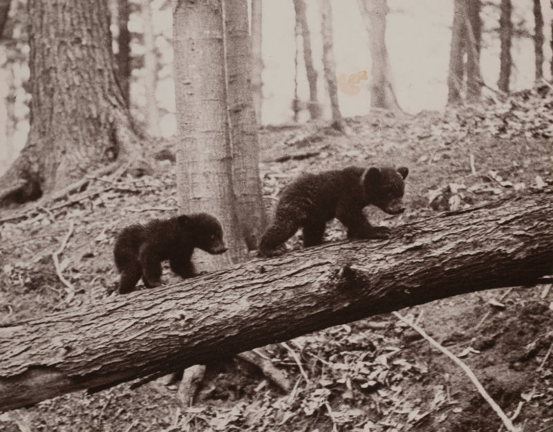 Bear Cubs