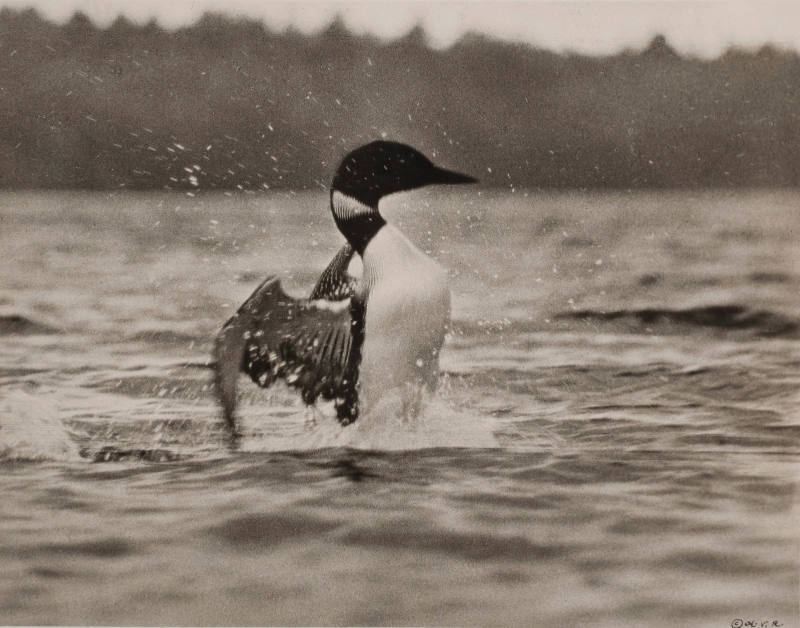 Great Northern Loon