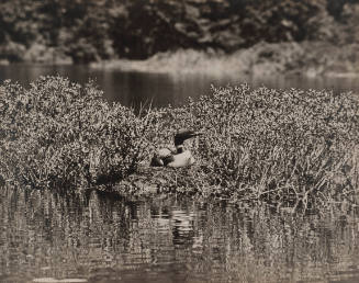 Loon on Nest