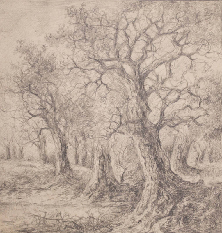 Woodland Scene