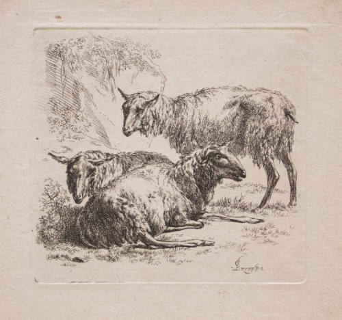 Animalia: Three Sheep and a Lamb