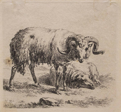 Animalia:  Ram and Ewe