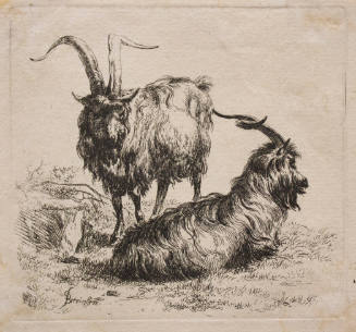 Animalia:  Two Goats