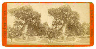American Views: The Old Elm, Boston Common, 1867