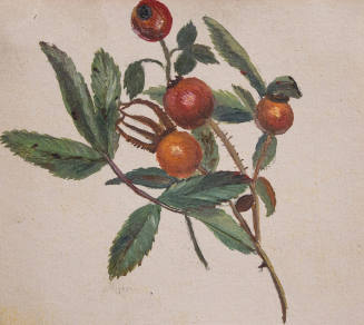 Rose Hips from Pigeon Cove