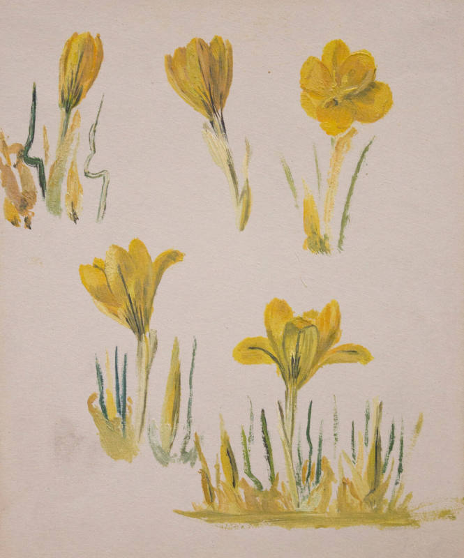 Studies of Crocus