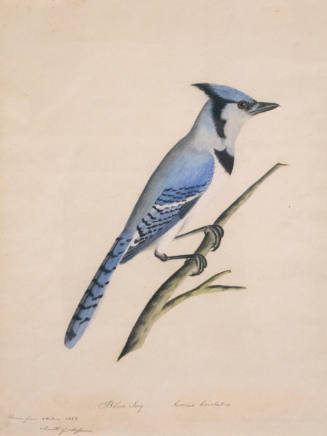 Blue Jay