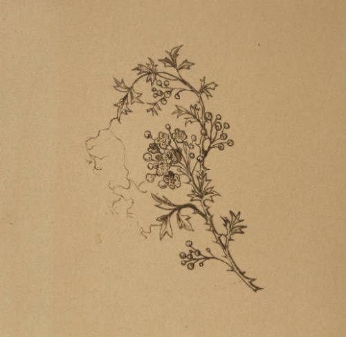 A Sprig of an Unknown Flowering Plant