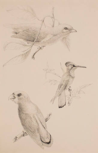 A Study of Three Birds:  A Finch, Parakeet and Hummingbird