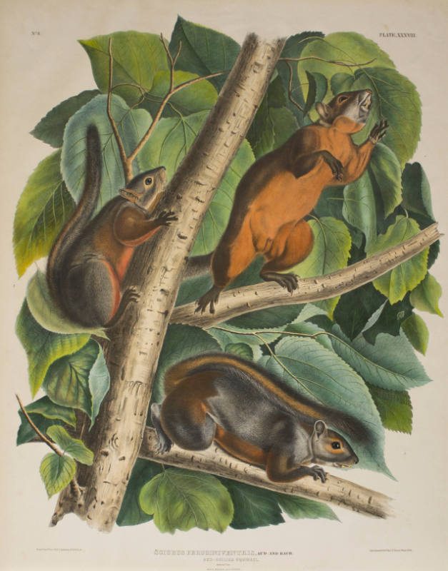 Red-Bellied Squirrel