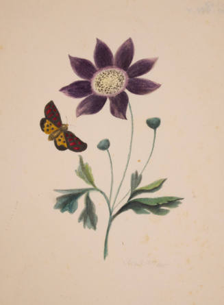 A Daisy and Butterfly