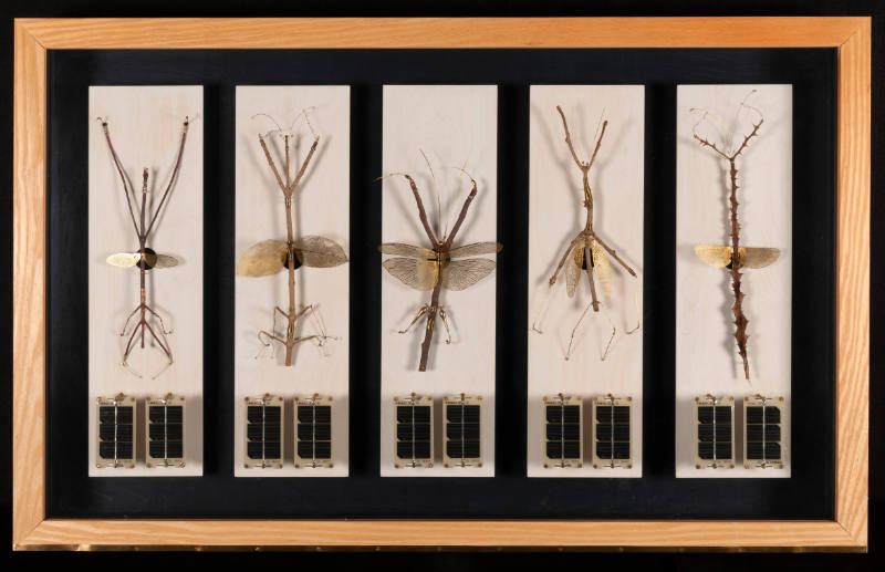 RB Solar Labels: Stick Insects